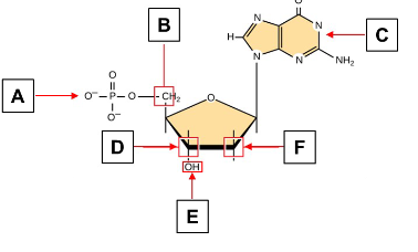 <p>What kind of macromolecule is this? Label and draw it!</p>