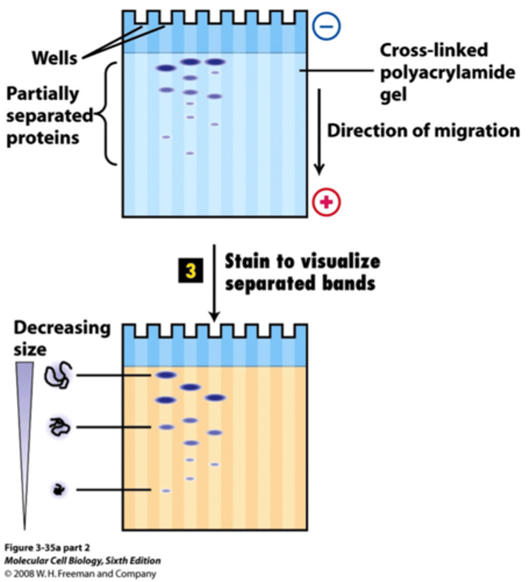 <p>Method of electrophoresis that is useful as it separates molecules based on MASS alone</p><p>Starts with page but adds SDS - which disrupts the noncovalent interactions of the protein - denaturing the protein</p><p>Electric field strength and Friction are the only variables in SDS PAGE</p>