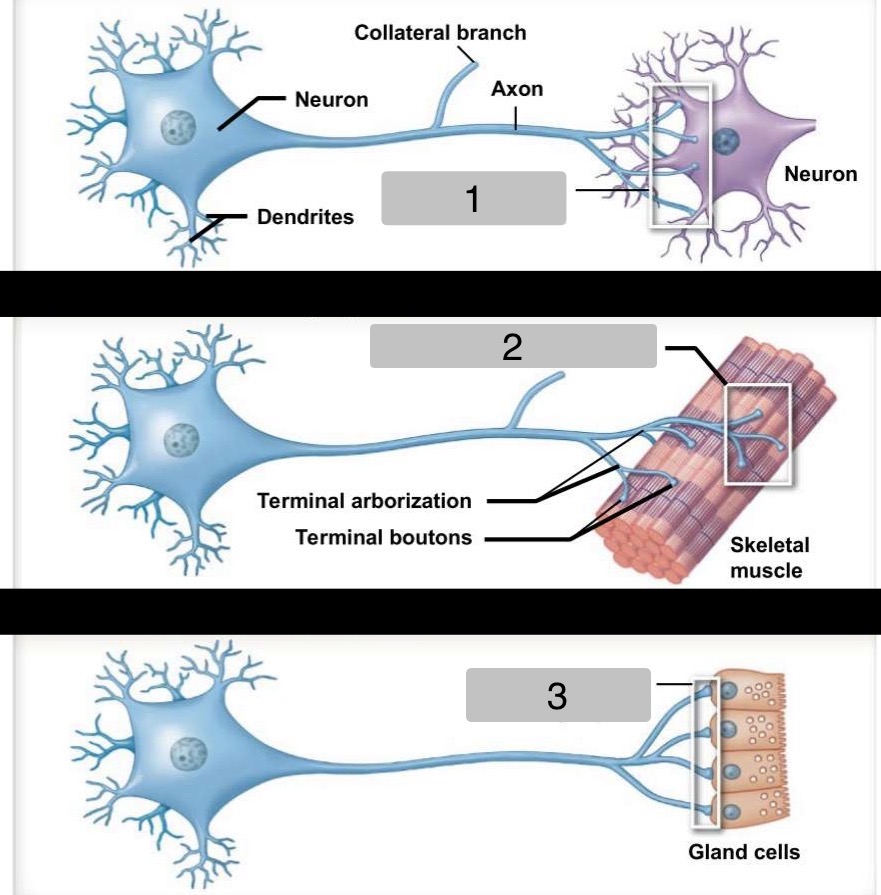 <p>Identify the types of Synapses</p>