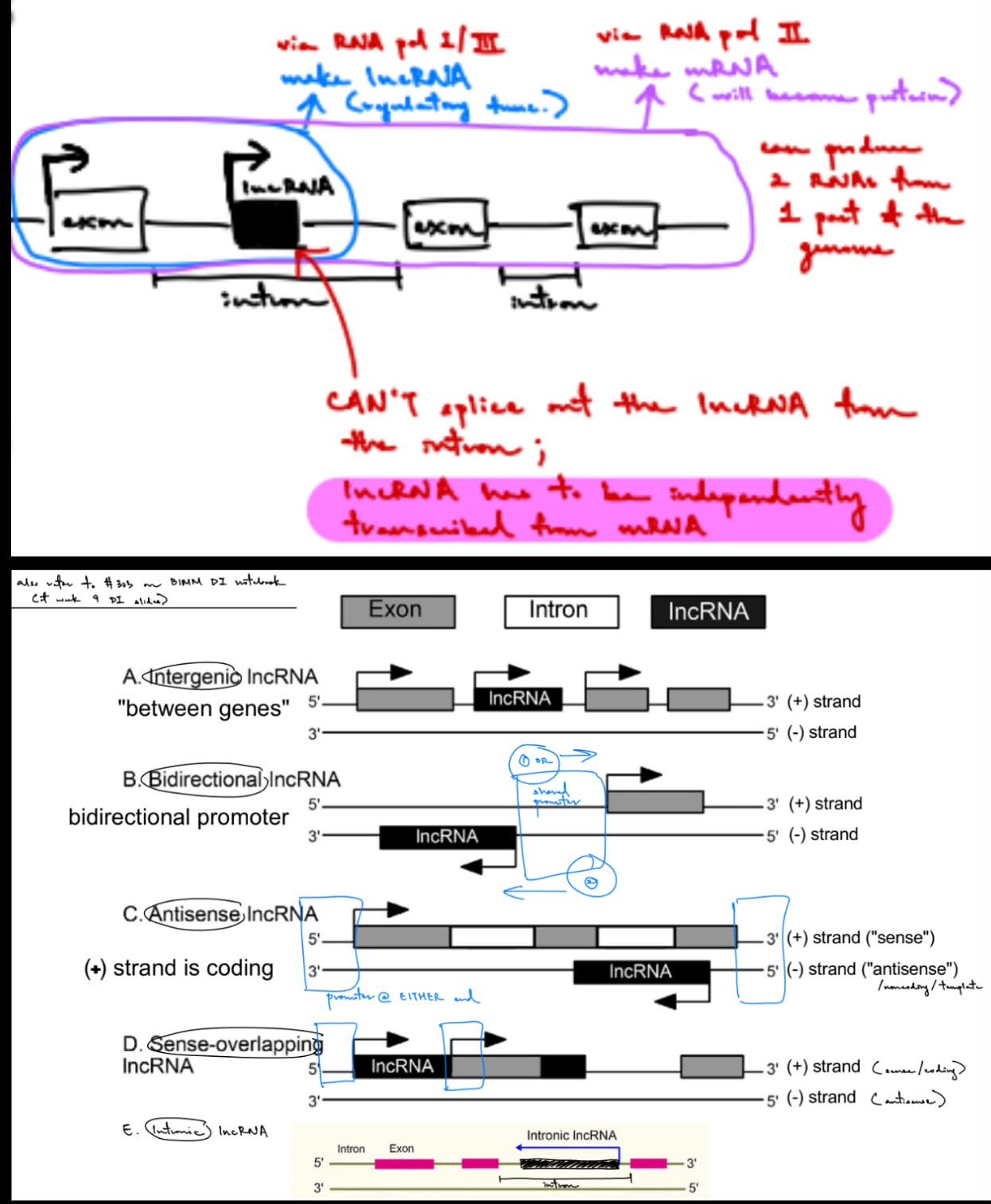 <p><strong><u>coding strand</u></strong> (<u>sense strand</u>) — DNA strand whose <u>sequences matches the transcribed </u><strong><u>mRNA </u></strong></p><ul><li><p>(mRNA and DNA coding/sense strand have the <mark data-color="blue" style="background-color: blue; color: inherit;">same 5’ and 3’ end directions</mark>)</p></li></ul><p><strong><u>noncoding strand</u></strong> (<u>antisense strand</u>) — DNA strand where <strong><u>lncRNA </u></strong>is transcribed from / <u>complementary to coding strand</u> </p><ul><li><p>(mRNA and DNA noncoding/antisense strand have the <mark data-color="blue" style="background-color: blue; color: inherit;">opposite 5’ and 3’ end directions</mark>)</p></li></ul><p>__</p><p><strong>intergenic</strong></p><ul><li><p>b/w 2 (coding) genes</p></li></ul><p><strong>bidirectional</strong></p><ul><li><p>made from a bidirectional promoter, so can transcribe RNA in either direction (direction of exon <u>OR</u> direction of lncRNA)</p></li></ul><p><strong>antisense</strong></p><ul><li><p>antisense lncRNA is on the antisense strand aka complementary to the coding strand that produces mRNA (aka comp. to strand that makes mRNA)</p></li></ul><p><strong>sense-overlapping</strong></p><ul><li><p>is on the sense/coding strand, BUT the lncRNA’s TSS is different from the coding gene’s TSS</p></li></ul><p><strong>intronic</strong></p><ul><li><p>is w/in an intron, but intronic lncRNAs can’t be spliced out & has to be independently translated from mRNA</p></li></ul><p><strong>enhancer</strong> lncRNA (lncRNA in enhancer)</p><p><strong>promoter</strong> lncRNA (lncRNA in promoter)</p>