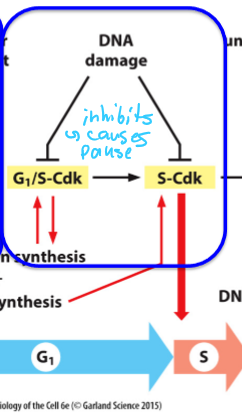 <ul><li><p>G1/S-Cdk and S-Cdk are inhibited, which blocks the start (in G1)</p></li><li><p>M-Cdk is inhibted,which blocks the transition into M</p></li></ul><p></p>