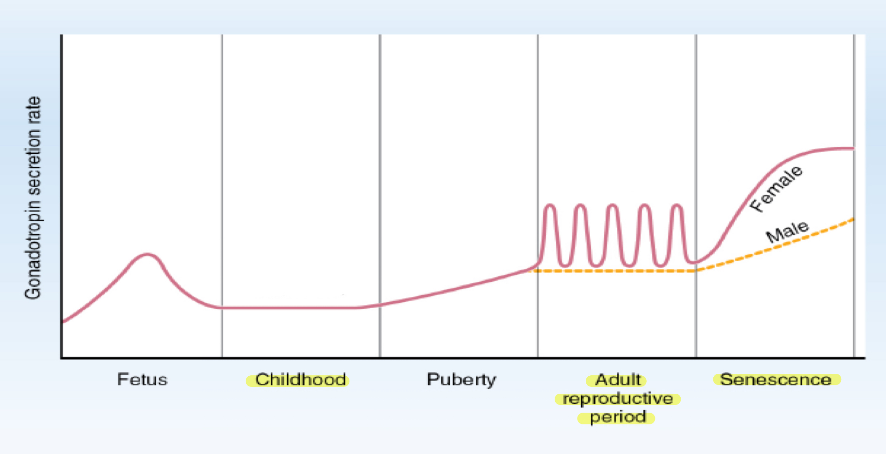 <p>What is the relationship between FSH and LH after the adult reproductive period ends?</p>