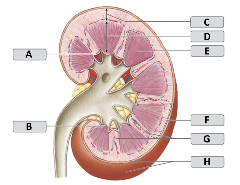 <p>Identify the kidney structure labeled "E".</p><p> </p><p>renal papilla</p><p> </p><p>renal cortex</p><p> </p><p>renal medulla</p><p> </p><p>renal pyramid</p>