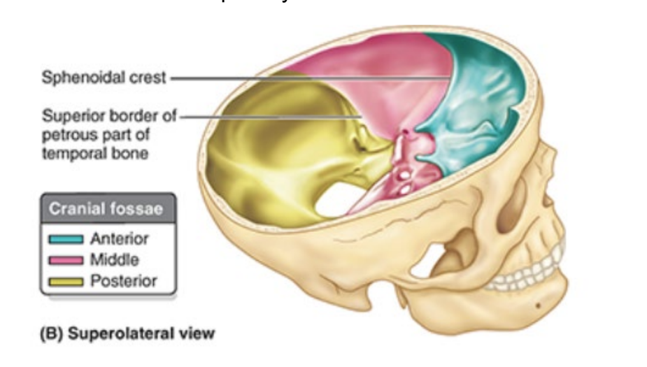 <ul><li><p>3 large depressions at dif levels</p><ul><li><p>anterior</p></li><li><p>middle</p></li><li><p>posterior</p></li></ul></li><li><p>form bowl-shaped floor of cranial cavity</p><ul><li><p>space enclosed w/in neurocranium occupied by brain</p></li></ul></li></ul><p></p>