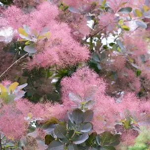 <p>Continus coggygyria </p><p>Smoke bush</p><p><span>A large, bushy, deciduous shrub to 5m, with rounded leaves turning yellow, orange and red in autumn. Large feathery inflorescences are buff at first, later greyish</span></p>