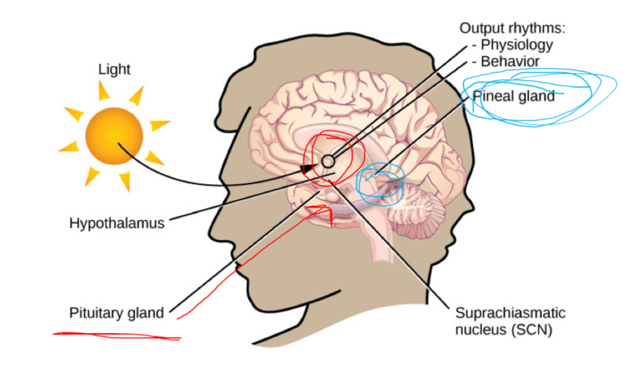 <p>biological rhythm that occurs over approximately 24, sleep-wake cycle</p>