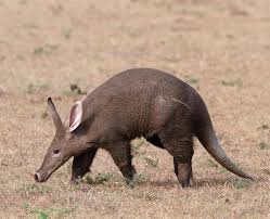 <p>Order: aardvark </p>