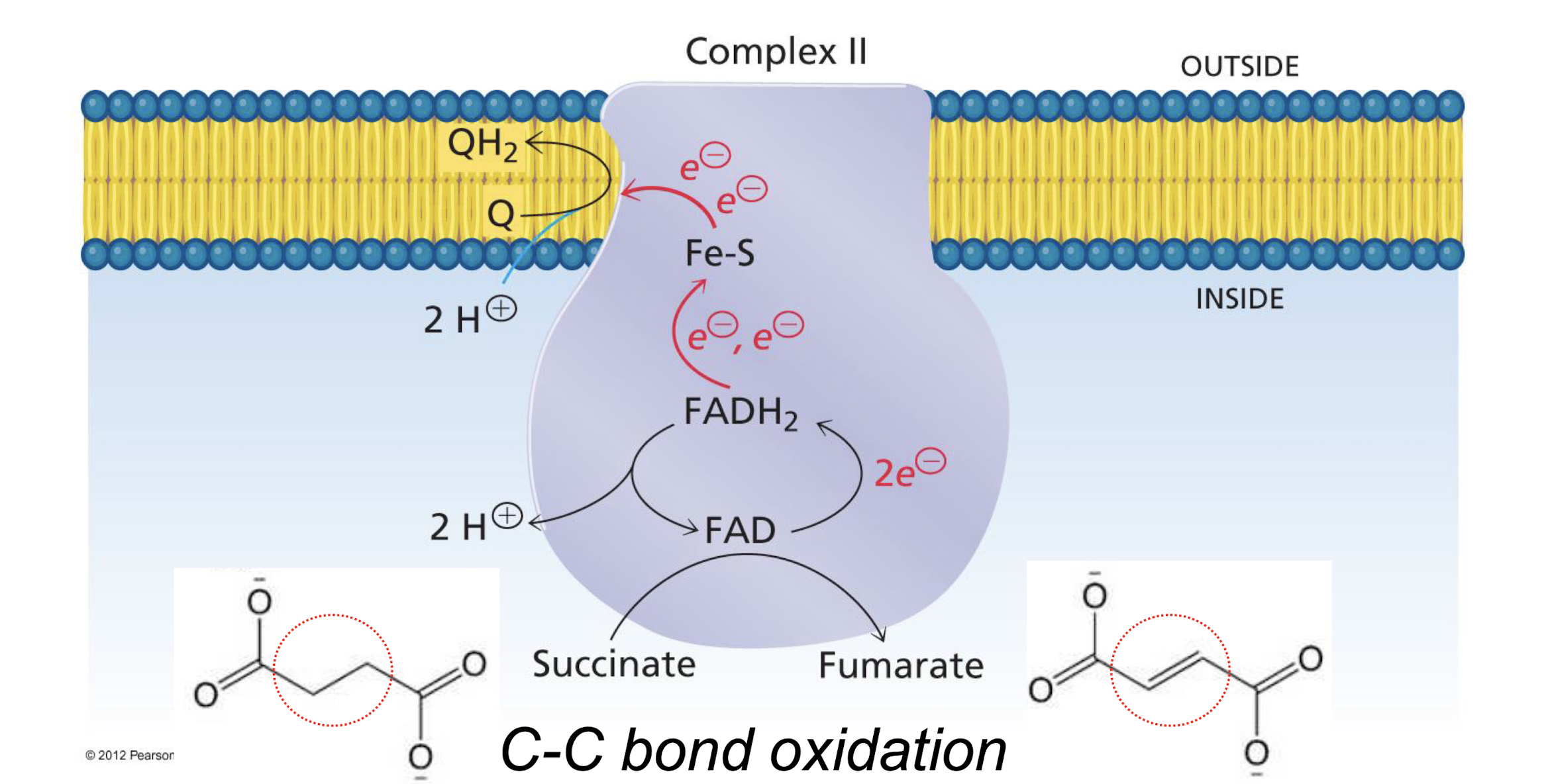 <p>Complex II contains FAD as a prosthetic group, which catalyzes the oxidation of succinate to fumarate (citric acid cycle). 2 electrons from the succinate breakdown are picked up by the FAD, reducing it to FADH<sub>2</sub>. Iron-sulfur clusters in complex II take the electrons from FAD and pass them to coenzyme Q at the membrane. Electrons do not move across the membrane at complex II.</p>