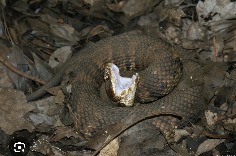 <p>Eastern Cottonmouth/ Water Moccasin</p><p>Description- A thick, semi-aquatic snake.</p><p>Found Near- ponds, lakes, and slow moving rivers</p><p>Behavior- aggressive, stand their ground</p><p>Traits- white mouth interior (displayed when threatened)</p>