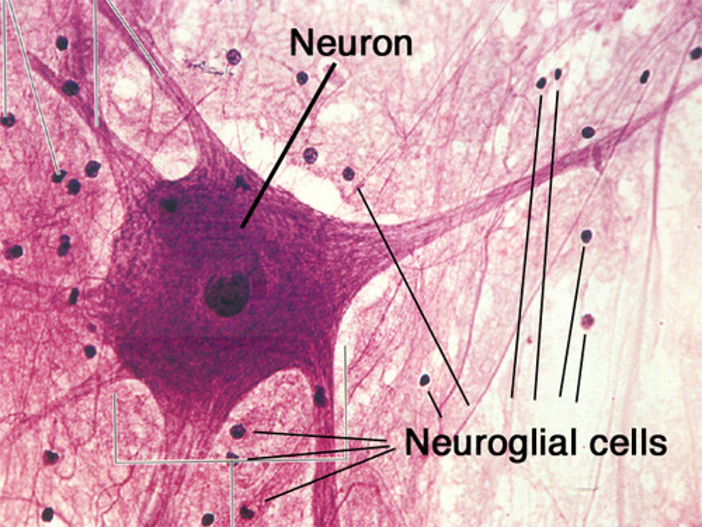 <p>Support cells for neurons</p>