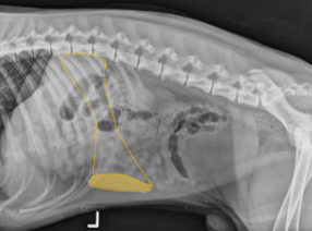 <p>What organ is highlighted?</p>