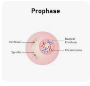 <p>chromosomes coil up, nuclues membrane breaks down, centroles migrate to opposite poles/sides</p>