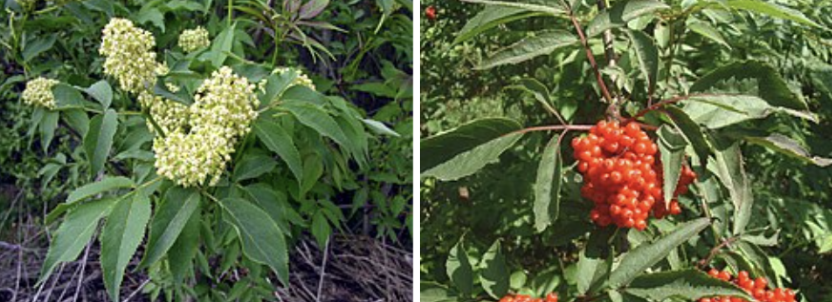 <ul><li><p>Compound leaves with many leaflets</p></li><li><p>Cone-shaped cream flower clusters in spring</p></li><li><p>Bright red berries in summer</p></li><li><p>Large woody shrub with soft pith stems</p></li><li><p>Forest edges & disturbed sites</p></li><li><p>Raw berries/seeds mildly poisonous</p></li></ul><p></p>