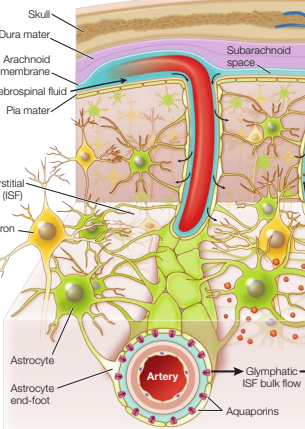 <p>interstitial fluid enters the brain through the perivascular spaces between blood vessels and the astrocytes that surround them. the astrocytes have aquaporins that enable them to take up fluid from the perivascular spaces and distribute it to the interstitial fluid compartment of the brain. that fluid leaves the brain through the perivascular spaces of the vein, taking metabolic waste products with it.</p>