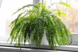 <p>What are the main features of ferns?</p>