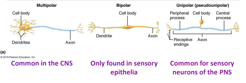 <ul><li><p>Based on how many processes extend from cell body</p></li><li><p>Multipolar: neurons have many dendrites and one axon</p></li><li><p>Bipolar: neurons have one axon and one dendrite</p></li><li><p>Unipolar (pseuounipolar): neurons have one process that branches; no dendrites</p><ul><li><p>singular process is short and divides into proximal and distal branches</p><ul><li><p>distal peripheral process → associated with sensory receptor</p></li><li><p>proximal central process → enter CNS and synapse onto neuron of CNS</p></li></ul></li><li><p>unipolar neurons are derived from bipolar neurons</p></li></ul></li></ul><p></p>