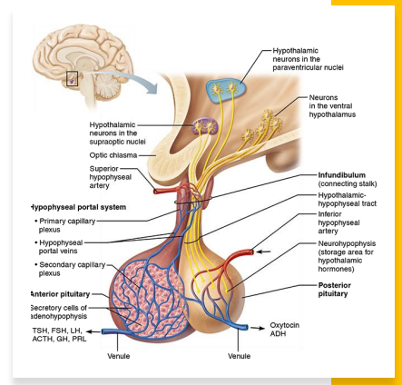 <p>Pituitary Gland (Hypophysis) </p>
