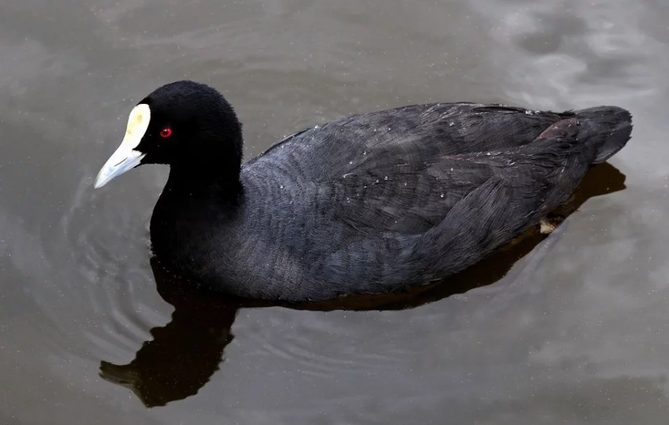 <p>krátkokřídlí</p>