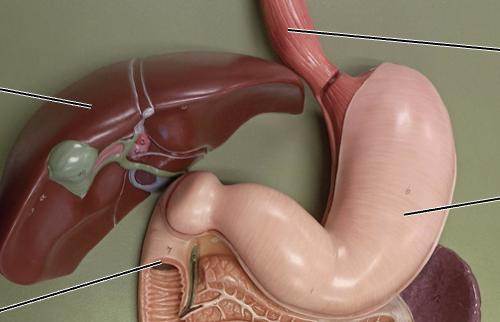 <p>Esophagus?</p>
