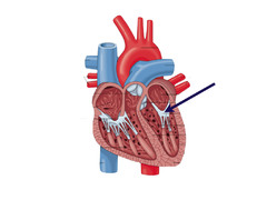 <p>Identify the structure</p>