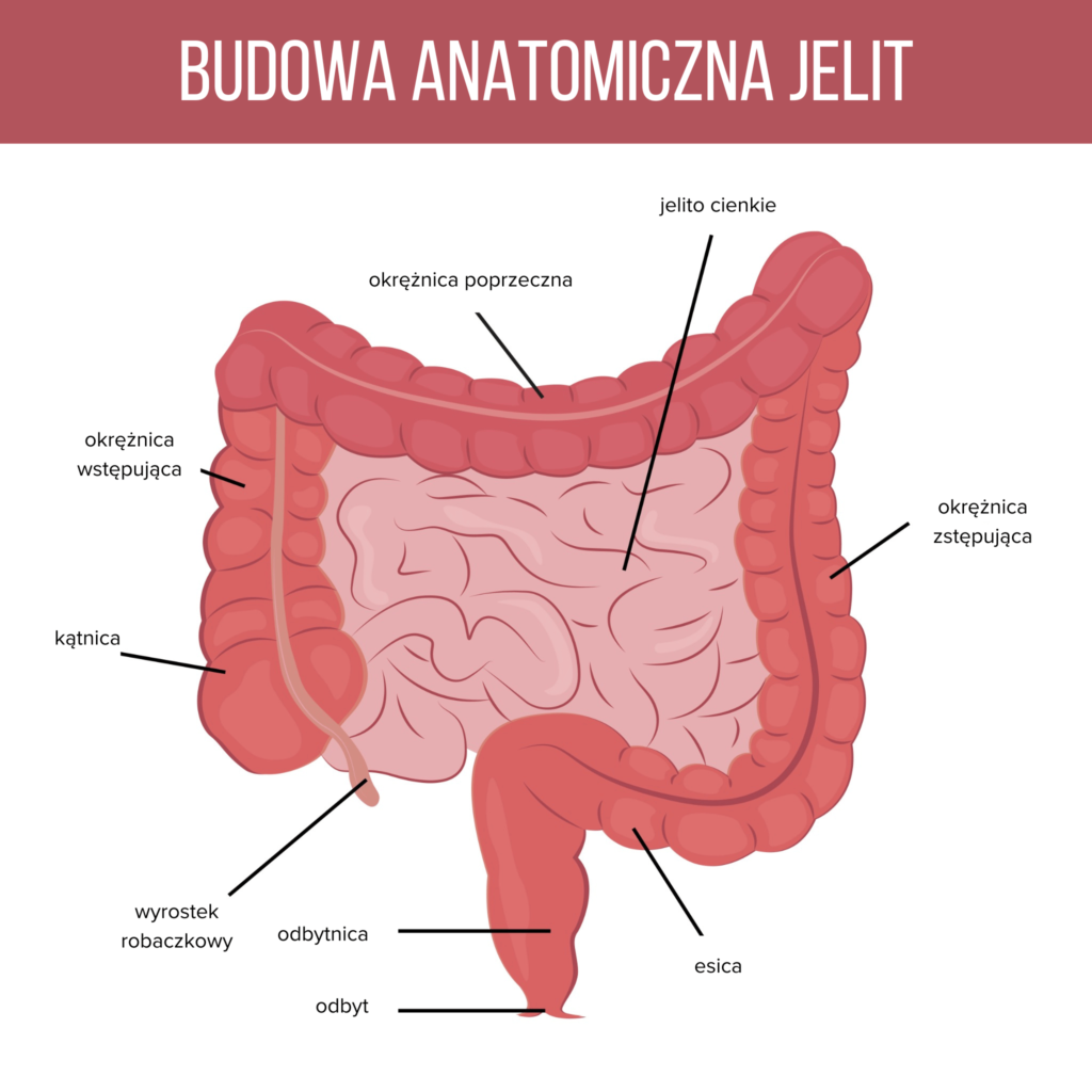 <p>Kątnica z wyrostkiem robaczkowym, okrężnica (wstępująca, poprzeczna, zstępująca, esowata) i odbytnica z kanałem odbytu. Powierzchnia ma taśmy, wypuklenia (haustra) i przyczepki sieciowe. Funkcje: Resorbuje wodę i elektrolity, formuje kał, bakterie syntetyzują tu witaminy B i K.</p>