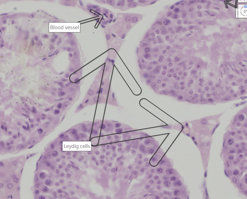 <p>leydig cells are located between the semifumerous tubules.</p>