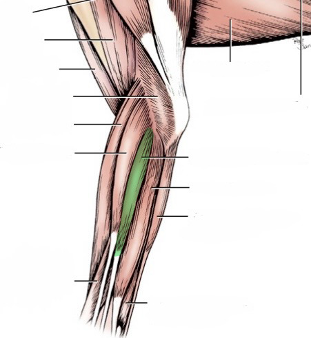 <p>action- extend digits 3-5, extend carpus</p><p>origin- lateral epicondyle of humerus</p><p>insertion- proximal end of phalanges of digits 3-5</p><p>innervation- radial n. </p>