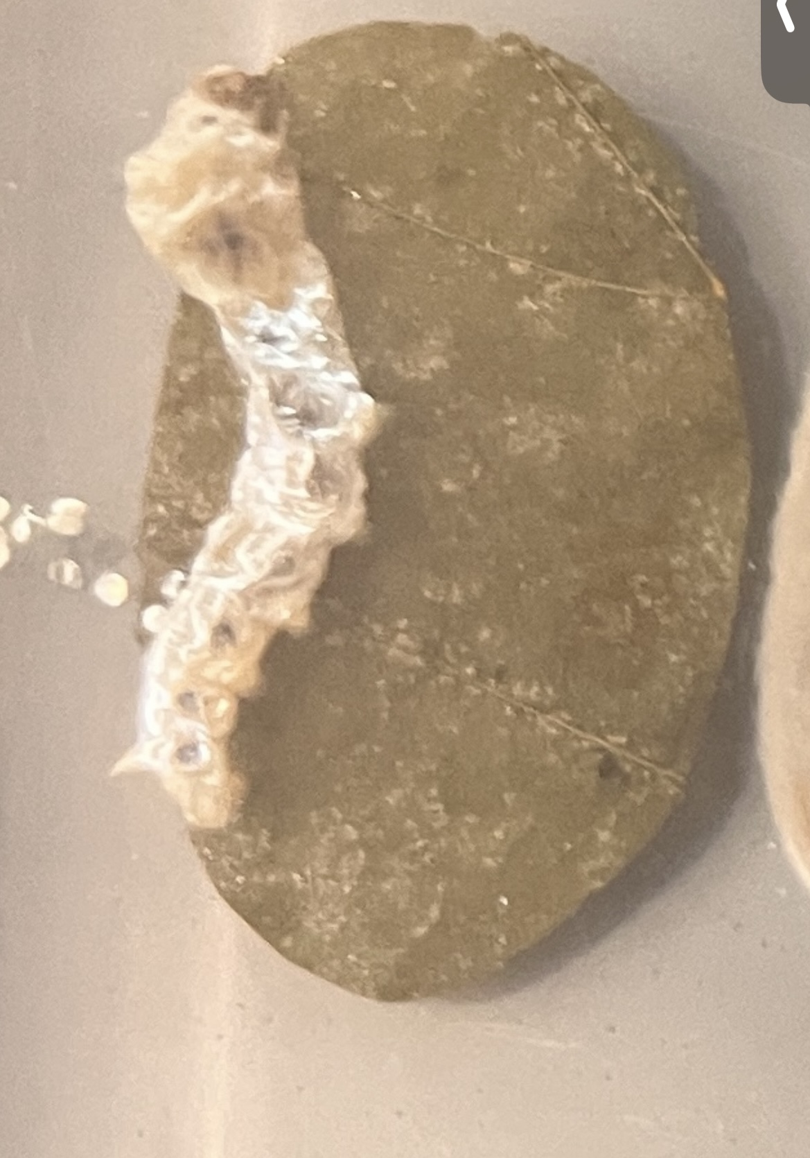 <p>What stage silkworm is this at?</p>