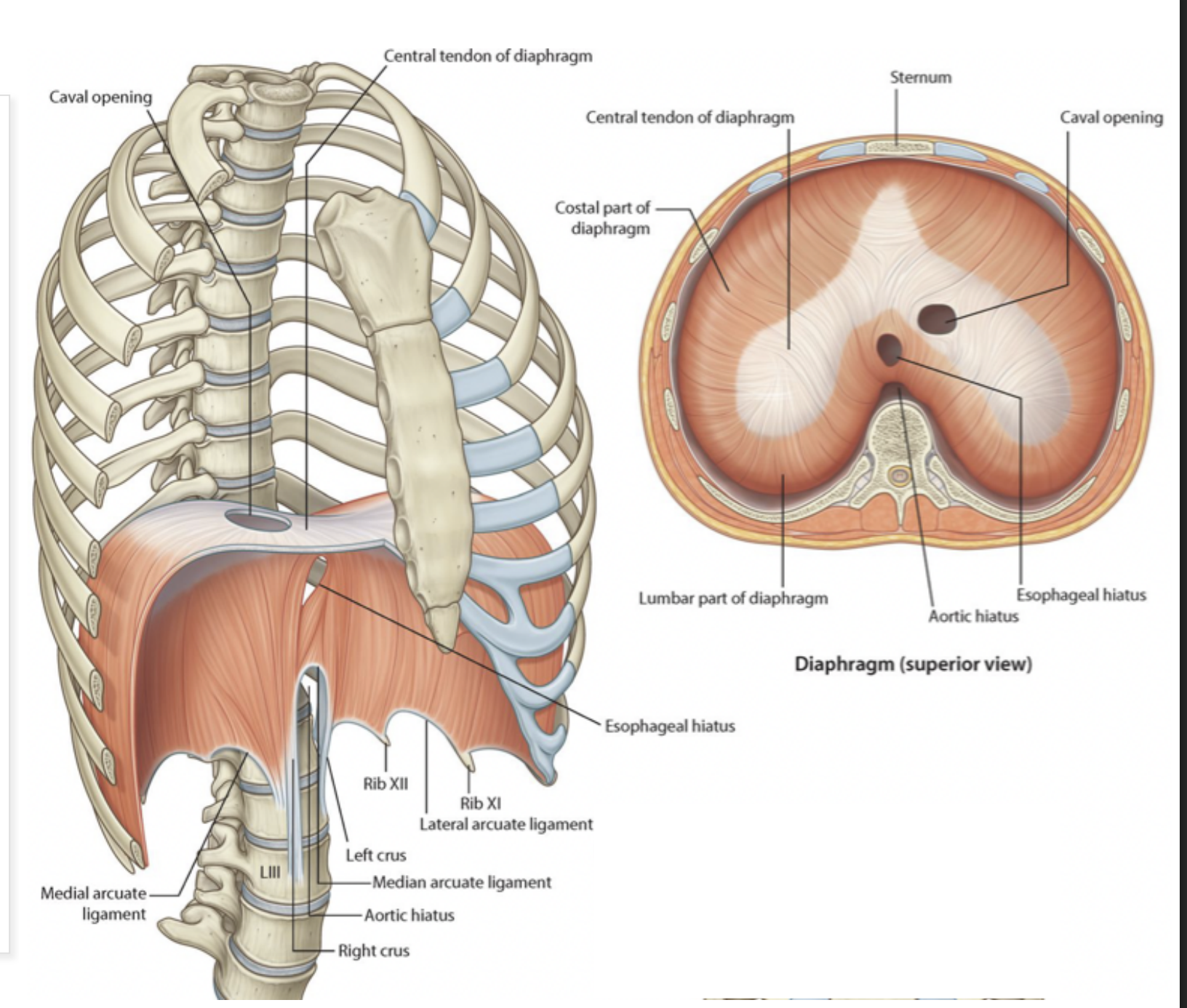 knowt flashcard image