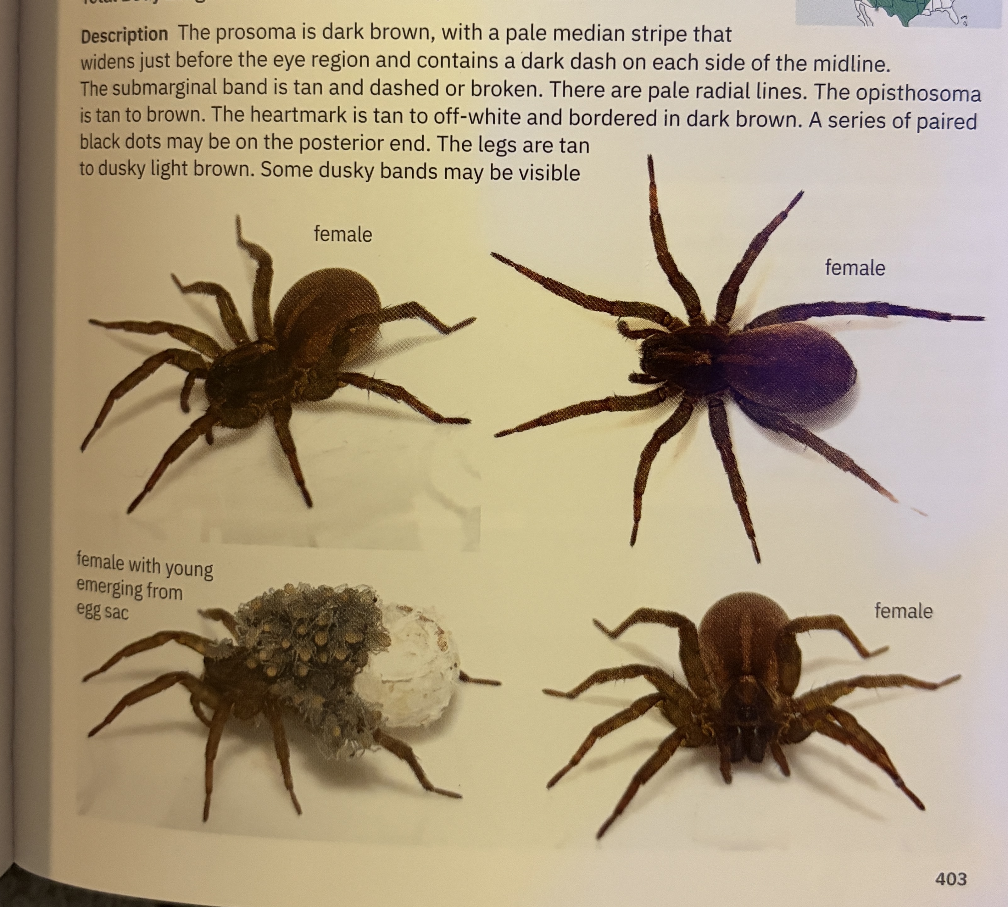 <p>Trochosa terricola - “ground wolf spider”</p><p>family: Lycosidae</p>
