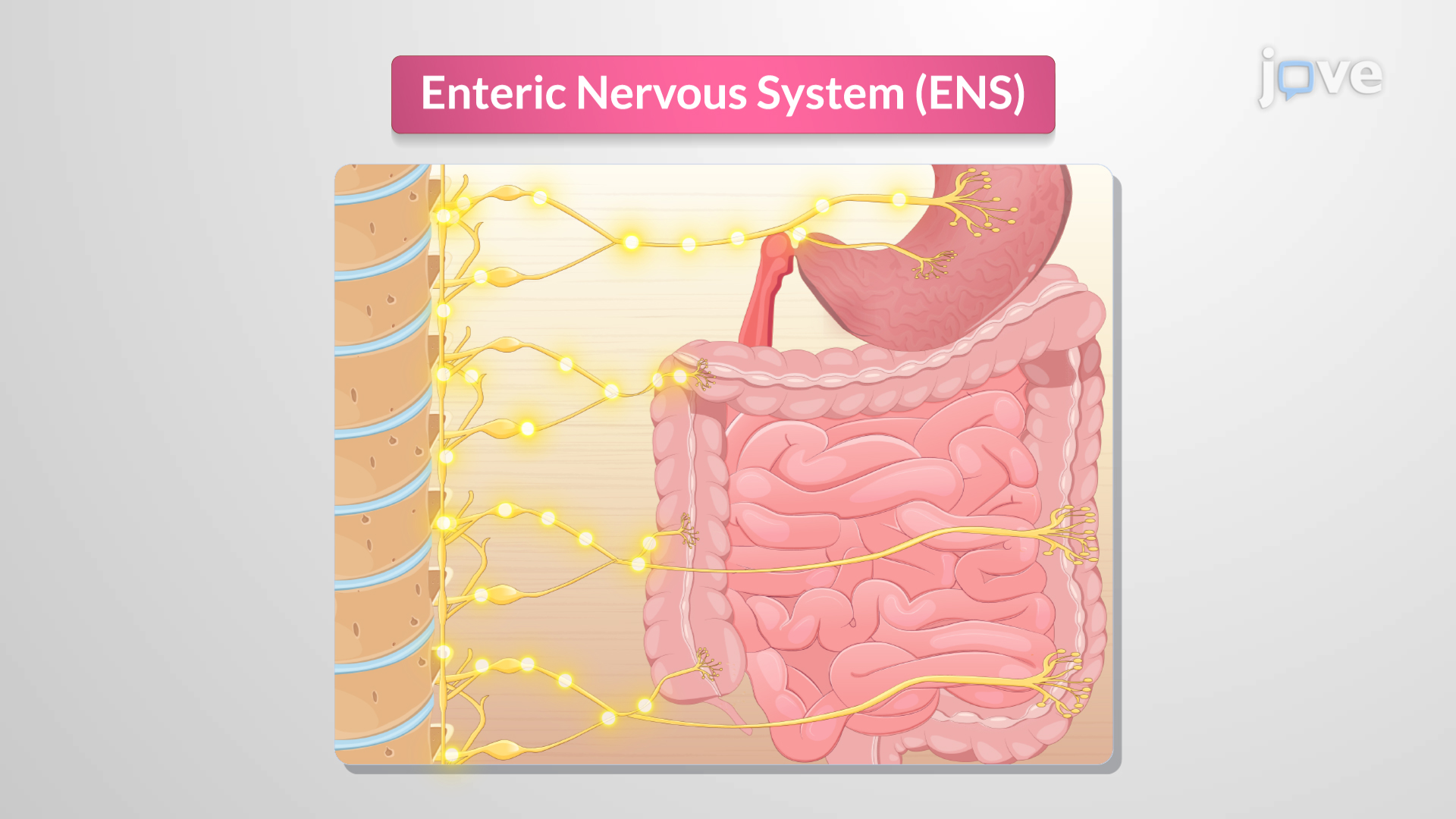 <p>Enteric nervous system</p>