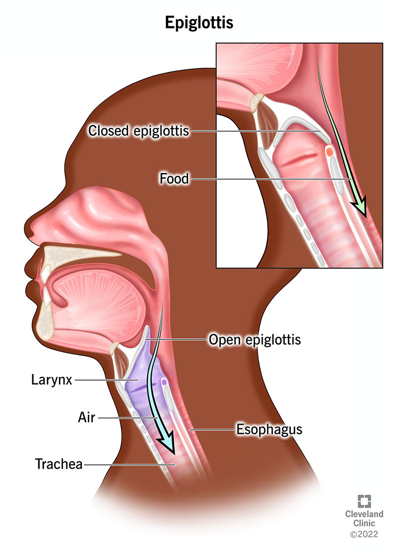 <p>A leaf-shaped structure that prevents food and foreign matter from entering the trachea</p>