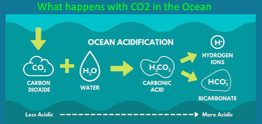 <p>Increase in CO2 causes ocean to become more acidic (lower pH)</p><p>CO2 dissolves in water in proportion to its concentration in air</p><p>low pH can compromise the ability of organisms with shells and skeletons</p><p>to biomineralize calcium carbonate, and can disrupt neurological function</p><p>(larval fish may be unable to smell)</p><p>extra CO2 can boost plant growth, but not always the case</p><p>• some marine seaweeds also have calcium carbonate skeletons</p><p>(coralline red algae)</p><p>• not all marine primary producers are CO2 limited</p>