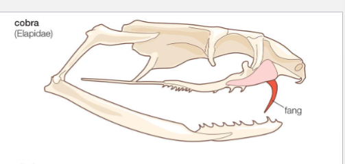 <p><span style="background-color: transparent; font-family: "Times New Roman", serif;">Proteroglyph</span></p>