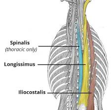 <p>extend vertebral column, laterally flex vertebral column when contracted to one side only</p>