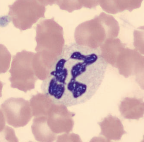 term image