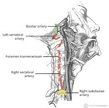 <ul><li><p>Slagader</p></li><li><p>Bloed naar hersenstam, cerebellum en achterhersenen</p></li></ul><p></p>