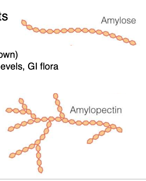 <ul><li><p>long chains of glucose linked together</p></li><li><p><span style="color: blue;"><strong>starch</strong></span>: storage form of glucose in plants</p><ul><li><p><span style="color: blue;"><strong>amylose</strong></span>: straight chains</p></li><li><p><span style="color: blue;"><strong>amylopectin</strong></span>: branched chains</p></li></ul></li></ul><p></p>