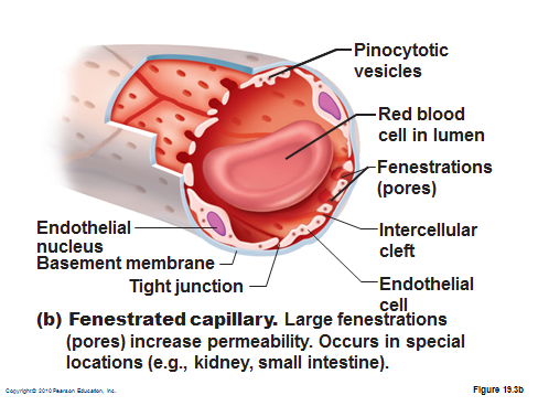 <p><strong>middle</strong> permeability</p><ul><li><p><strong>fenestrations</strong> (pores) for exchange</p></li></ul><p></p>