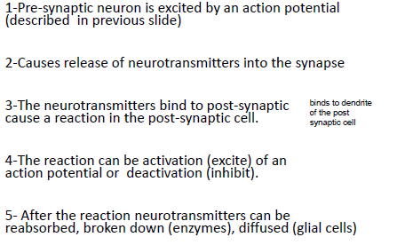 <p>excited presynaptic cell, release of neurotransmitters, neurotransmitters bind to receptors on postsynpatic cell causing reaction, activation or inhibition of action potential, reabsorption of neurotransmitter</p>