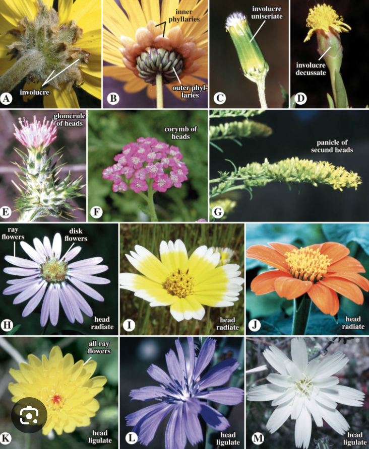 <ul><li><p>Disc and Ray flowers</p></li><li><p>Achene</p></li><li><p>Capitulum</p></li></ul><p></p>