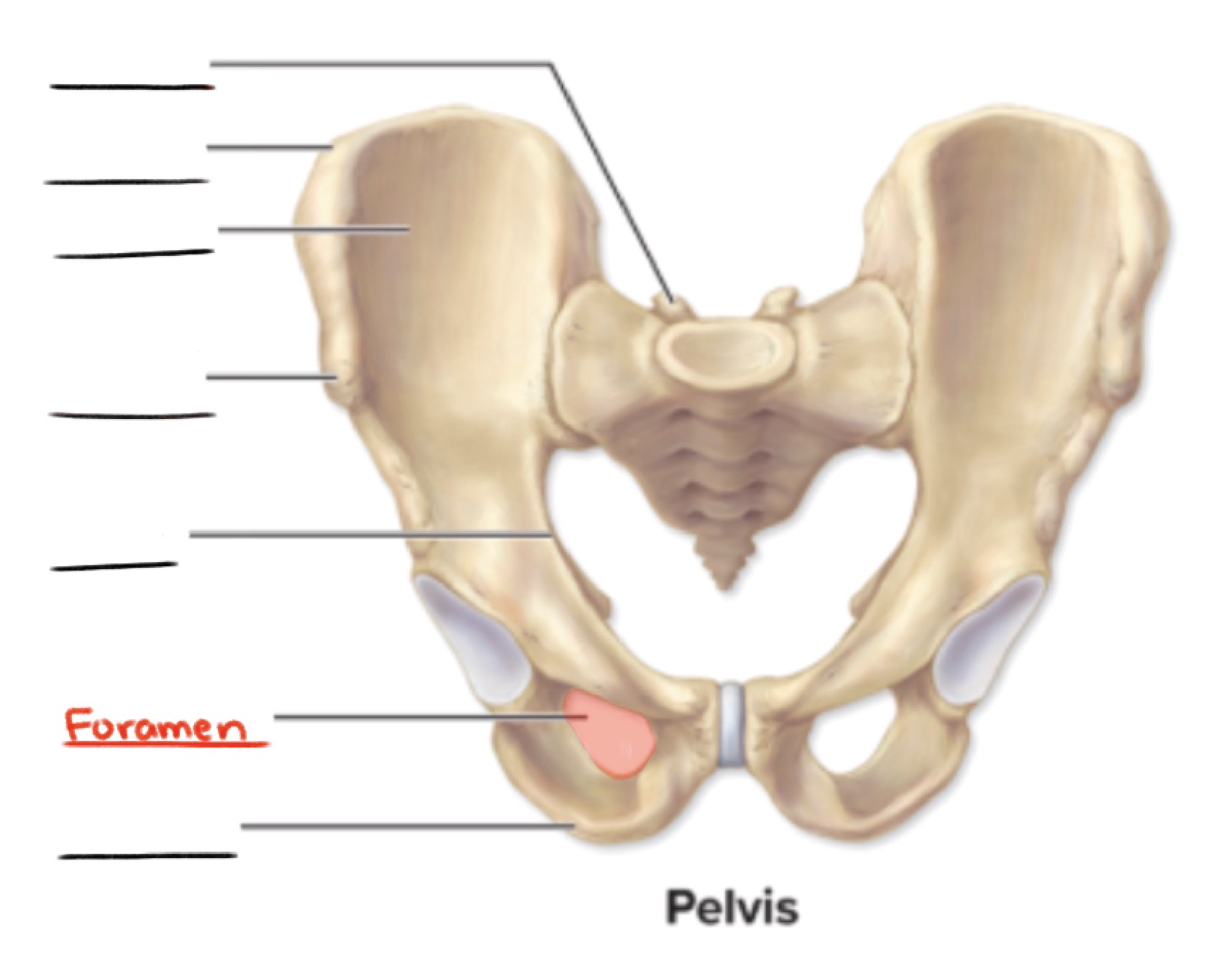 <p><strong>Foramen</strong> (pl., <em>foramina</em>)</p><p>Rounded passageway through a bone</p><p>(Openings and spaces)</p>