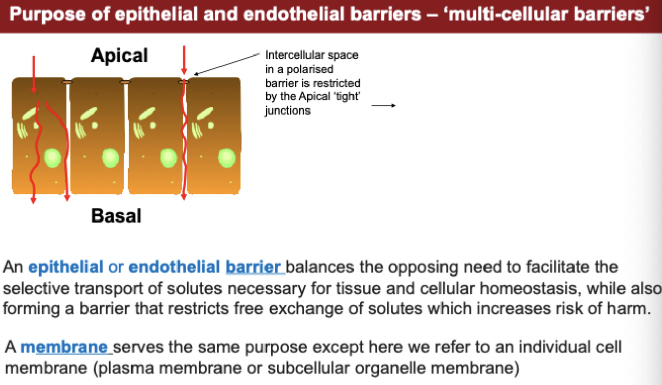 <p>purpose of epithelial and endothelial barriers</p>