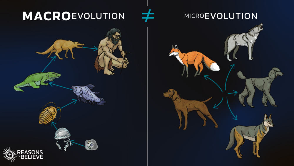 <ul><li><p><strong>Microevolution</strong>: Species variation (different dog breeds)</p></li><li><p><strong>Macroevolution</strong>: evolution resulting in a new species<br>- <strong>Speciation:</strong> one species gives rise to two species (new species of salamanders evolving from a single species)</p></li></ul><p></p>