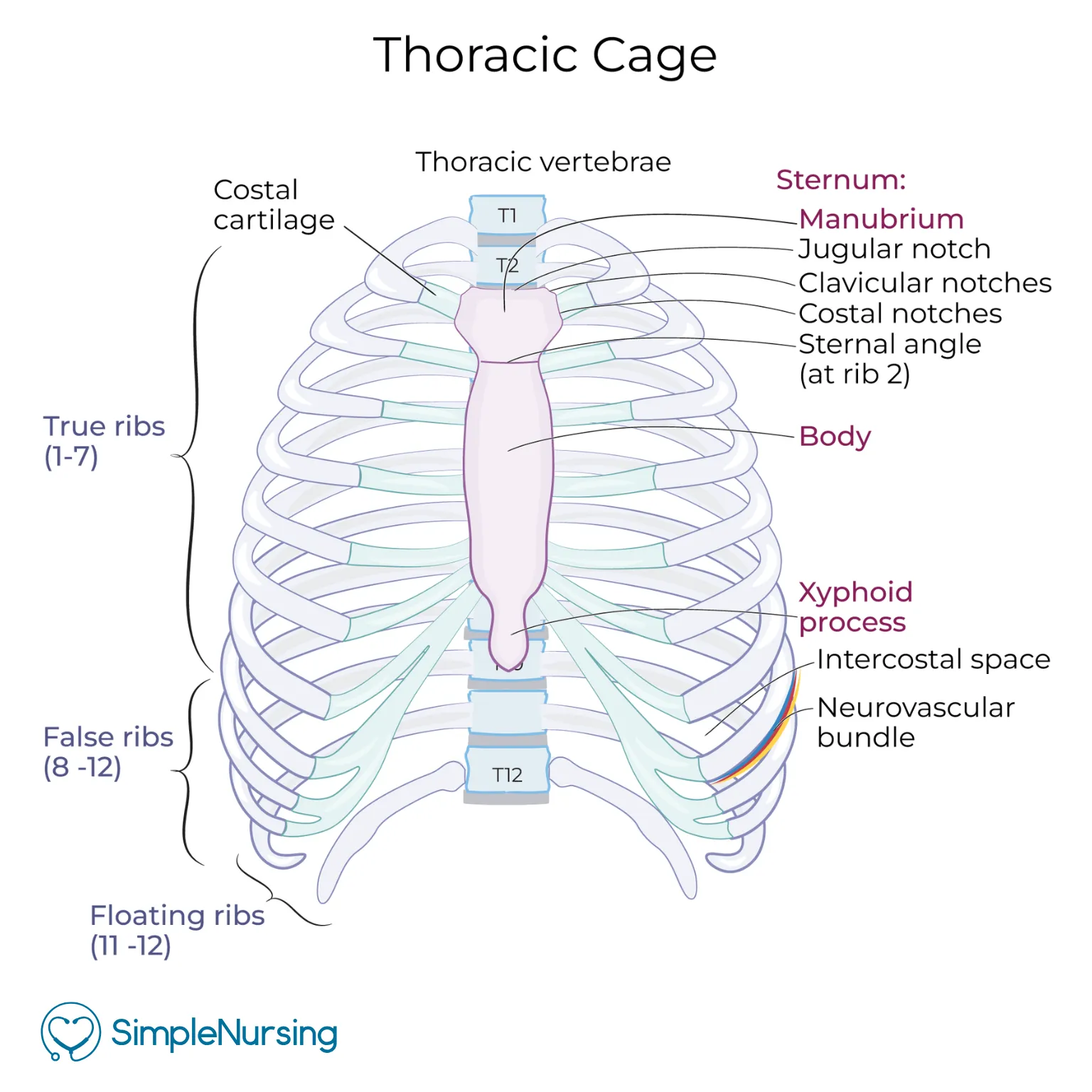 <ul><li><p>12 pairs of ribs</p></li><li><p>Attached to skeleton by <strong>thoracic vertebrae</strong> and <strong>sternum</strong></p></li><li><p>Protects thoracic organs</p></li></ul><p></p><p> True Ribs (1–7) </p><ul><li><p>Attach <strong>directly</strong> to sternum via costal cartilage</p></li></ul><p></p><p> False Ribs (8–10) </p><ul><li><p>Attach <strong>indirectly</strong> to sternum through cartilage of rib above</p></li></ul><p></p><p> Floating Ribs (11–12) </p><ul><li><p>No anterior attachment to sternum</p></li></ul><p></p>