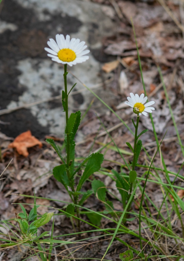 <p>Ivanjščica-Leucanthemum ircutianum</p>
