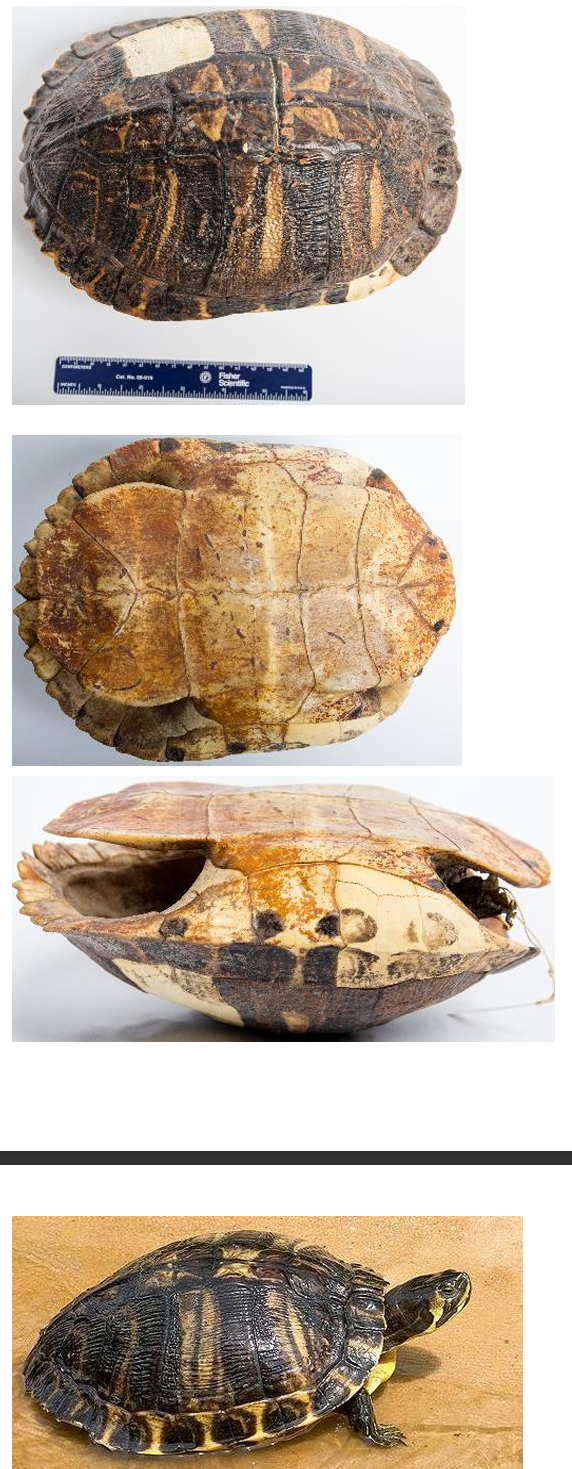 <p>Order: Chelonia (Testudines)</p><p>Suborder: Cryptodira</p>