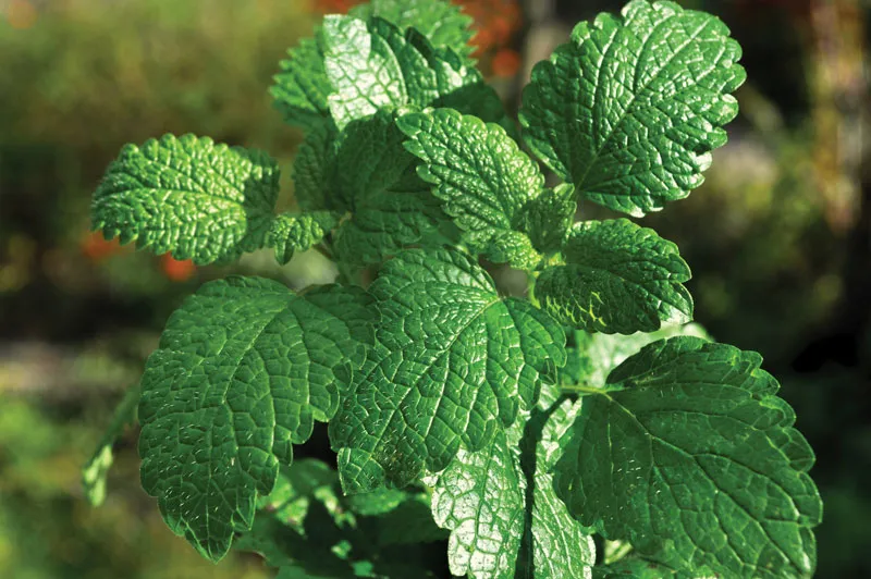 <p><strong>Common name</strong>: Peppermint</p><p><strong>Part used</strong>: Leaves, flowering tops; essential oils</p><p><strong>Uses</strong>: Antispasmodic, carminative, analgesic (topical), antimicrobial</p><p><strong>Constituents</strong>: <strong>Menthol</strong>, menthone, menthyl acetate, limonene, 1,8-cineole <strong>(monoterpenes; essential oils)</strong></p>