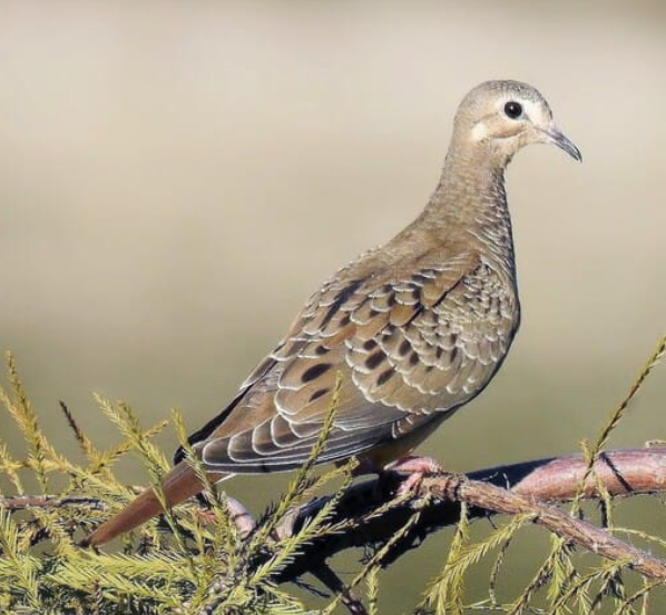 <p>Mourning dove</p>