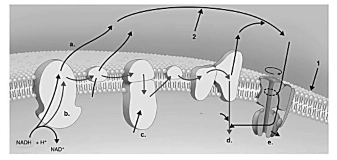 <p>In the figure, where is ATP produced </p>